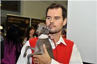 The_ultimate_greyhound_2013_Greyhound_Park_Praha_2131109_100.jpg