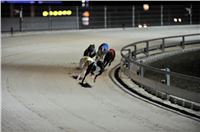 The_ultimate_greyhound_2013_Greyhound_Park_Praha_2131109_115.jpg