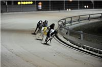 The_ultimate_greyhound_2013_Greyhound_Park_Praha_2131109_116.jpg