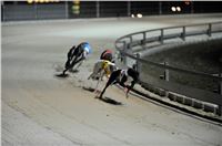 The_ultimate_greyhound_2013_Greyhound_Park_Praha_2131109_117.jpg