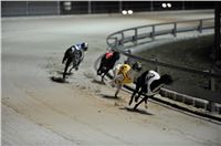 The_ultimate_greyhound_2013_Greyhound_Park_Praha_2131109_118.jpg