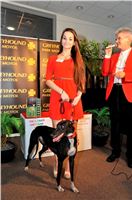 The_ultimate_greyhound_2013_Greyhound_Park_Praha_2131109_124.jpg