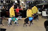 The_ultimate_greyhound_2013_Greyhound_Park_Praha_2131109_139.jpg