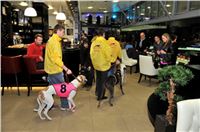 The_ultimate_greyhound_2013_Greyhound_Park_Praha_2131109_140.jpg