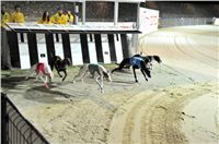 The_ultimate_greyhound_2013_Greyhound_Park_Praha_2131109_146.jpg