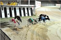 The_ultimate_greyhound_2013_Greyhound_Park_Praha_2131109_147.jpg