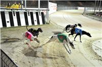 The_ultimate_greyhound_2013_Greyhound_Park_Praha_2131109_148.jpg