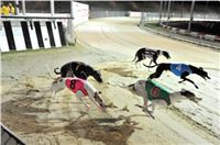 The_ultimate_greyhound_2013_Greyhound_Park_Praha_2131109_149.jpg