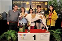 The_ultimate_greyhound_2013_Greyhound_Park_Praha_2131109_163.jpg