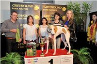 The_ultimate_greyhound_2013_Greyhound_Park_Praha_2131109_167.jpg