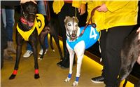 Absolut_Greyhound_Race_Park_Prague_Motol_cgdf_DSC02526.JPG