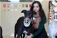 Greyhound_Park_Motol_Praha_CGDF_IMG_7375.JPG