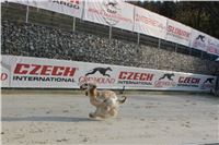 Greyhound_Park_Motol_Praha_CGDF_IMG_7439.JPG