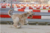 Greyhound_Park_Motol_Praha_CGDF_IMG_7455.JPG