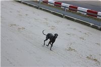 Greyhound_Park_Motol_Praha_CGDF_IMG_7471.JPG