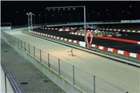 Slovak_Intercargo_Cup_Greyhound_Park_Motol_Prague_CGDF_11.JPG