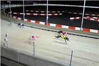 Slovak_Intercargo_Cup_Greyhound_Park_Motol_Prague_CGDF_19.JPG