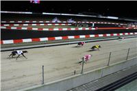 Slovak_Intercargo_Cup_Greyhound_Park_Motol_Prague_CGDF_20.JPG