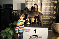 Slovak_Intercargo_Cup_Greyhound_Park_Motol_Prague_CGDF_25.JPG