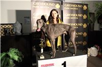 Slovak_Intercargo_Cup_Greyhound_Park_Motol_Prague_CGDF_26.JPG