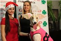 mikulas_greyhound_race_greyhound_park_prague_cgdf_IMG_8883.JPG