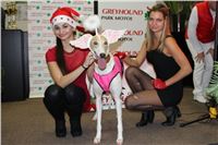 mikulas_greyhound_race_greyhound_park_prague_cgdf_IMG_8905.JPG