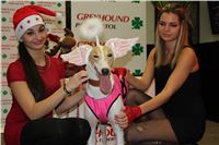 mikulas_greyhound_race_greyhound_park_prague_cgdf_IMG_8909.JPG