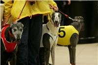 Chrti_dostihy_Winter_Cup_Greyhound_Park_Prague_NQ1M0392.JPG