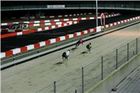 Chrti_dostihy_Winter_Cup_Greyhound_Park_Prague_NQ1M0399.JPG