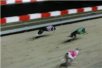 Chrti_dostihy_Winter_Cup_Greyhound_Park_Prague_NQ1M0455.JPG