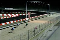 Chrti_dostihy_Winter_Cup_Greyhound_Park_Prague_NQ1M0457.JPG