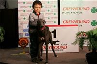 Chrti_dostihy_Winter_Cup_Greyhound_Park_Prague_NQ1M0525_v.JPG