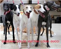 Greyhound_-Birthday_Dolce_Gabbana_Louis_Vuitton_Gucci_Czech_Racing.jpg