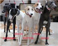 Greyhound_Birthday_Czech_Greyhound_Racing_Federation_8.jpg