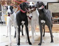 Happy_Birthday_Czech_Greyhound_Racing_Federation_v.jpg