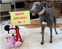 Happy_Birthday_Gucci_Czech_Greyhound_Racing_Federation.JPG