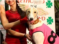 PF_Queen_Vuitton_Czech_Greyhound_Racing_Federation_IMG_8867_vv.JPG