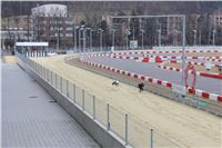 First_Solo_Racing_Greyhound_Park_Motol_CGDF_IMG_0407.JPG