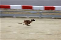 Jallisco_First_Solo_Racing_Greyhound_Park_Motol_CGDF_IMG_0352.JPG