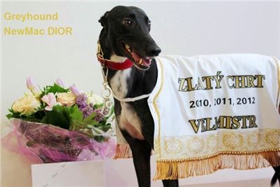 Greyhound_Grandmaster_Dior_Czech_Greyhound_Racing_Federation_Prague_Motol.jpg