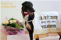 Greyhound_Grandmaster_Dior_Czech_Greyhound_Racing_Federation_Prague_Motol.jpg
