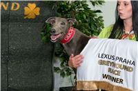 Greyhound_Gucci_Czech_Greyhound_Racing_Federation_Prague_Motol_256].jpg