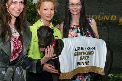 Greyhound_Gabbana_Czech_Greyhound_Racing_Federation_Prague_Motol_278.jpg