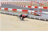 Dostihy_chrtu_Greyhound_Park_Motol_Chester_IMG_1616_v.JPG