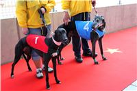 Dostihy_chrtu_Greyhound_Park_Motol_IMG_1395.jpg