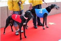 Dostihy_chrtu_Greyhound_Park_Motol_IMG_1397.JPG