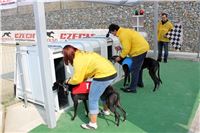 Dostihy_chrtu_Greyhound_Park_Motol_IMG_1402.JPG