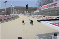 Dostihy_chrtu_Greyhound_Park_Motol_IMG_1403.JPG