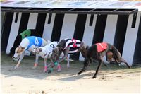 Dostihy_chrtu_Greyhound_Park_Motol_IMG_1428.JPG