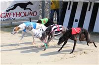 Dostihy_chrtu_Greyhound_Park_Motol_IMG_1429.jpg